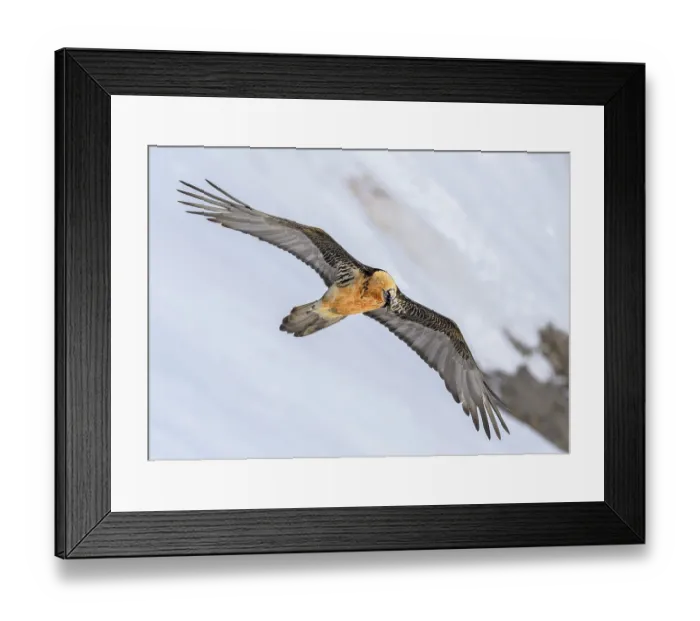 Framed Print : Bearded vulture (Gypaetus barbatus)