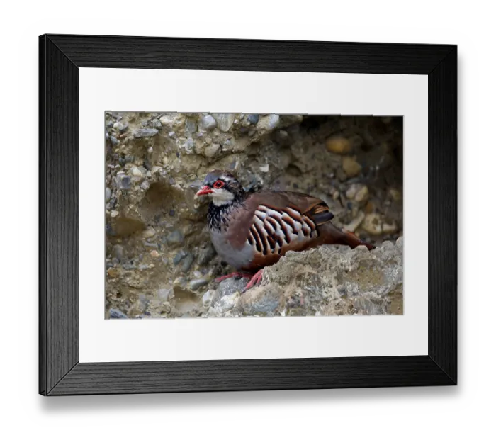 Framed Print : Red-legged Partridge (Alectoris rufa)