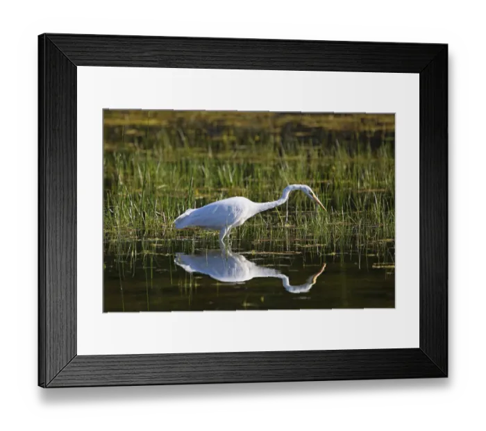 Framed Print : Great Egret (Egretta alba), Allgaeu