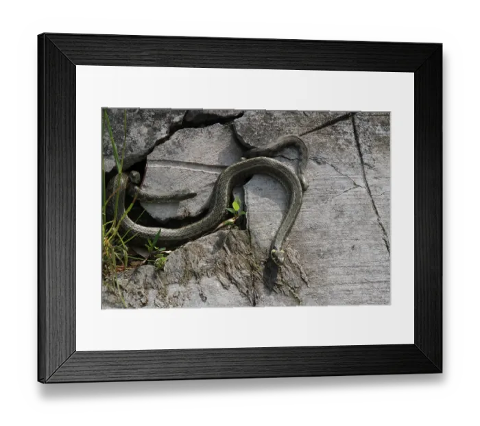Framed Print : Grass snakes (Natrix natrix), four males courting a large female Framed Print : Grass snakes (Natrix natrix), four males courting a large female