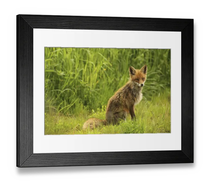 Framed Print : Red fox (Vulpes vulpes) sitting in the summer meadow