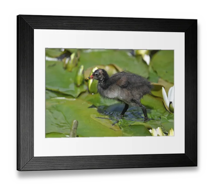 Framed Print : Common Moorhen (Gallinula chloropus)