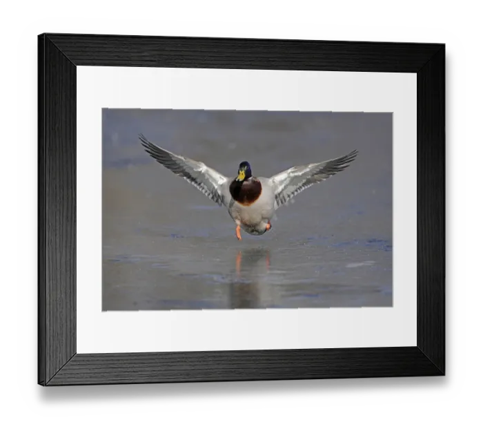 Framed Print : Mallard (Anas platyrhynchos), drake
