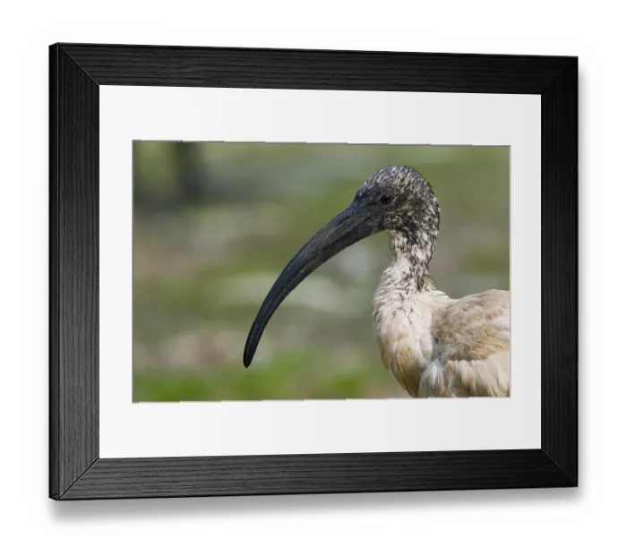 Framed Print : African sacred ibis (Threskiornis aethiopicus) Framed Print : African sacred ibis (Threskiornis aethiopicus)