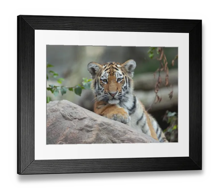 Framed Print : Siberian tiger (Panthera tigris altaica) Framed Print : Siberian tiger (Panthera tigris altaica)