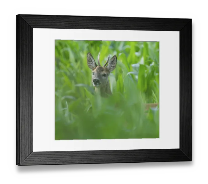 Framed Print : Roe deer (Capreolus capreolus) Framed Print : Roe deer (Capreolus capreolus)