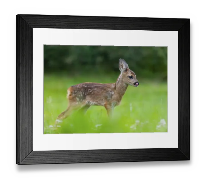 Framed Print : Roe deer (Capreolus capreolus)