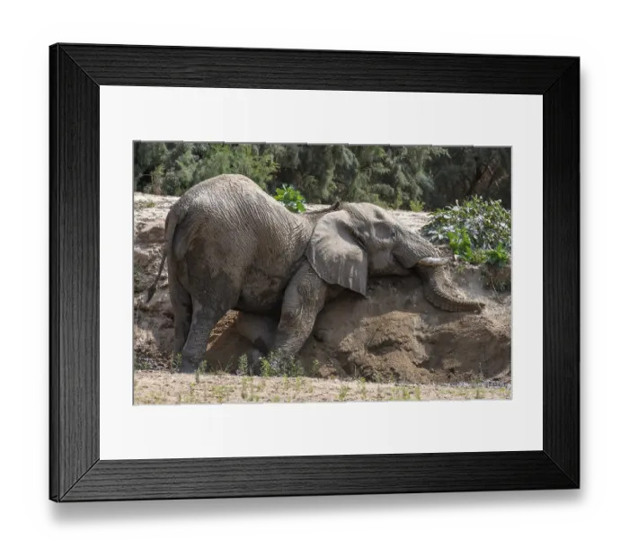 Framed Print : Desert elephant (Loxodonta africana) taking a sand bath in the Hoarusib dry river Framed Print : Desert elephant (Loxodonta africana) taking a sand bath in the Hoarusib dry river