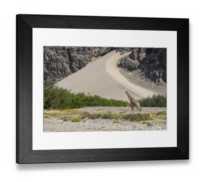 Framed Print : Angola giraffe (Giraffa camelopardalis angolensis) in front of a dune