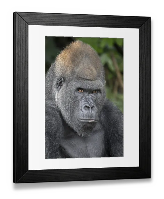 Framed Print : Western lowland gorilla (Gorilla gorilla gorilla) in the Reserve Lesio-Louna nature reserve Framed Print : Western lowland gorilla (Gorilla gorilla gorilla) in the Reserve Lesio-Louna nature reserve