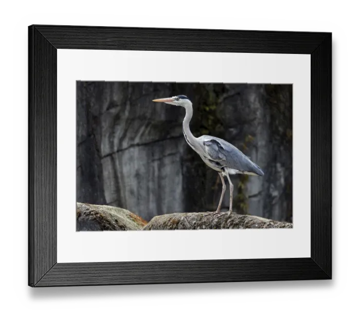 Framed Print : Grey heron (Ardea cinerea), also grey heron