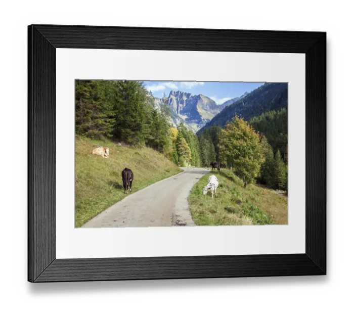 Framed Print : Oytalstrasse, cows, behind mountain Schneck