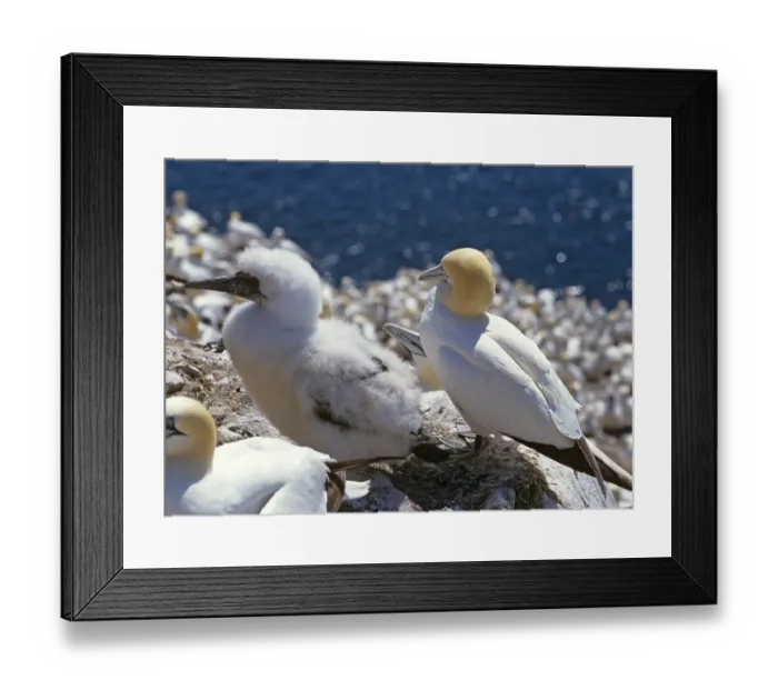 Framed Print : Nothern Gannet (Morus bassanus) Framed Print : Nothern Gannet (Morus bassanus)