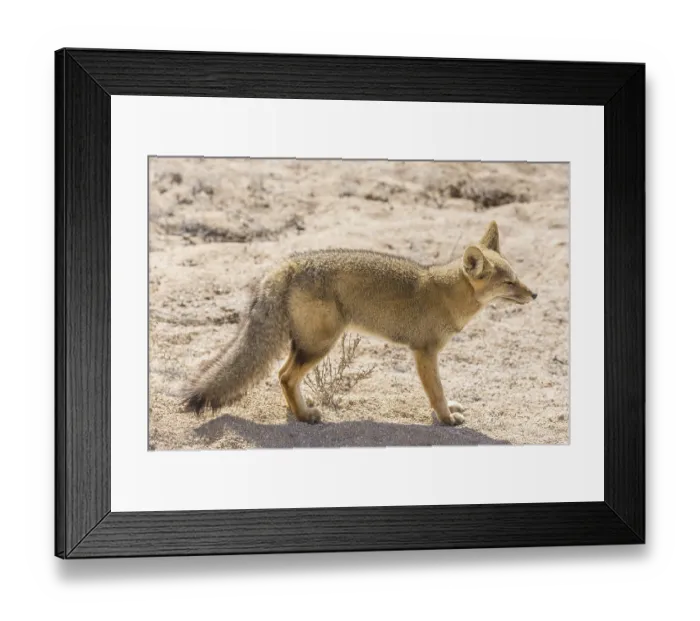 Framed Print : Andean Fox or Culpeo (Lycalopex culpaeus)