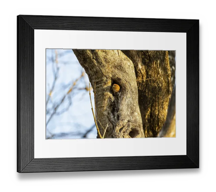 Framed Print : Brazilian Pygmy Owl Claucidium brasilianum) Pantanal Brazil