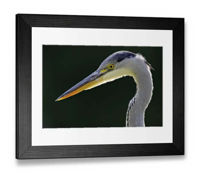 Framed Print : Grey Heron (Ardea cinerea), portrait