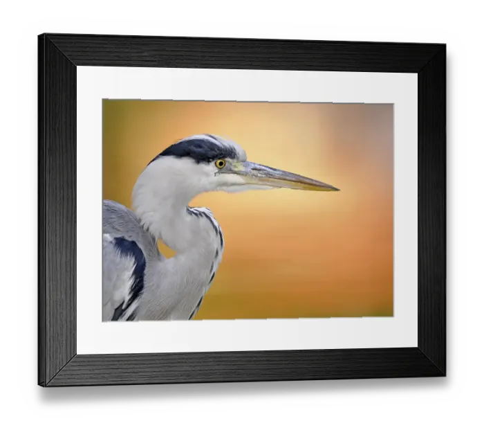 Framed Print : Grey Heron (Ardea cinerea)