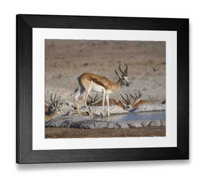 Framed Print : Springbok (Antidorcas marsupialis) at a waterhole Framed Print : Springbok (Antidorcas marsupialis) at a waterhole