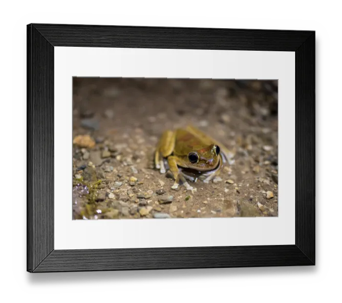 Framed Print : Mexican tree frog (Smilisca baudinii)