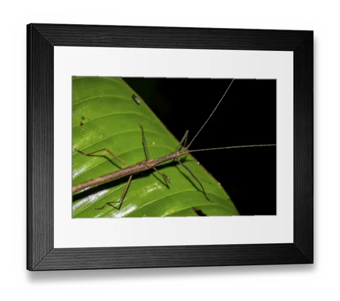 Framed Print : Stick insect (Phasmatodea) sitting on a leaf Framed Print : Stick insect (Phasmatodea) sitting on a leaf