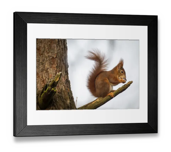 Framed Print : Squirrel (Sciurus vulgaris) sitting on a branch and holding a hazelnut in its paws