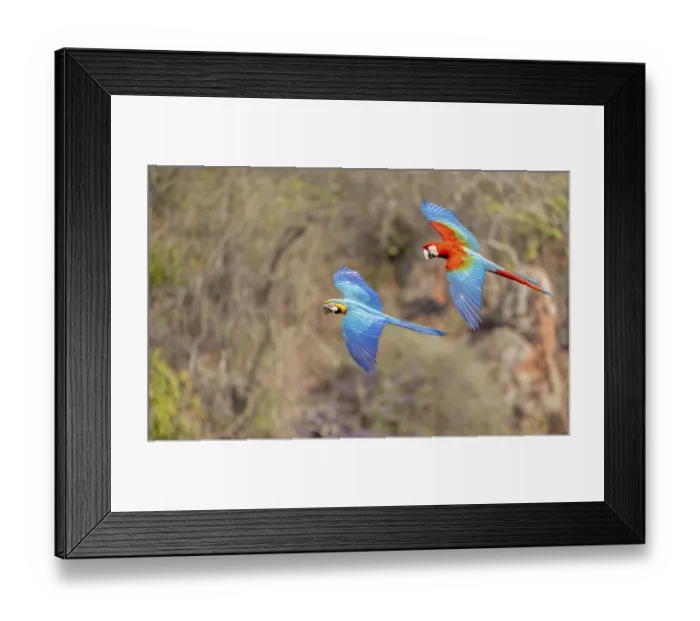 Framed Print : Yellow-breasted Macaw (Ara ararauna) and Green-winged Macaw (Ara chloropterus) Framed Print : Yellow-breasted Macaw (Ara ararauna) and Green-winged Macaw (Ara chloropterus)