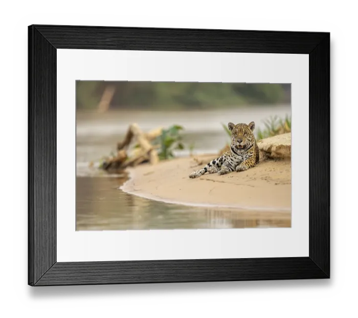 Framed Print : Jaguar (Panthera onca), lying in the sand on the bank