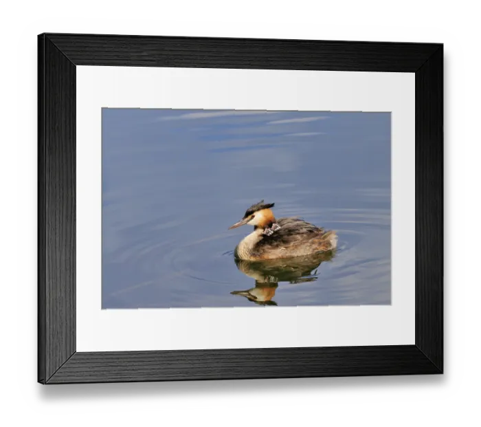 Framed Print : Great crested grebe (Podiceps cristatus) Framed Print : Great crested grebe (Podiceps cristatus)