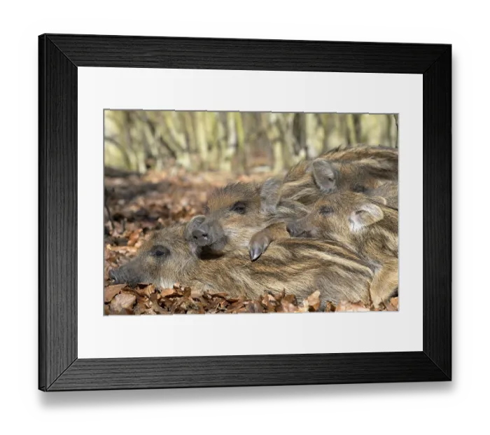 Framed Print : Wild boars (Sus scrofa), shoats lying in the sun and warming each other Framed Print : Wild boars (Sus scrofa), shoats lying in the sun and warming each other