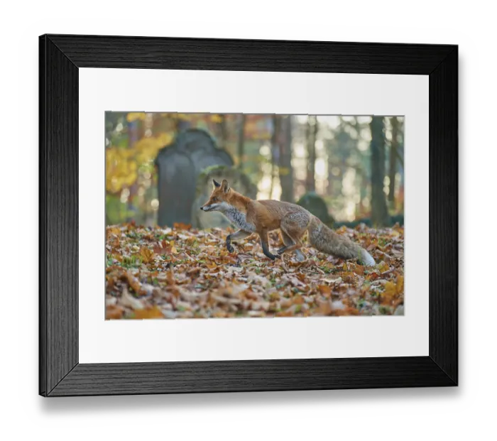 Framed Print : Red fox (Vulpes vulpes), running in a Jewish cemetery Framed Print : Red fox (Vulpes vulpes), running in a Jewish cemetery