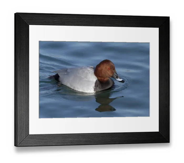 Framed Print : Common Pochard (Aythya ferina) Framed Print : Common Pochard (Aythya ferina)