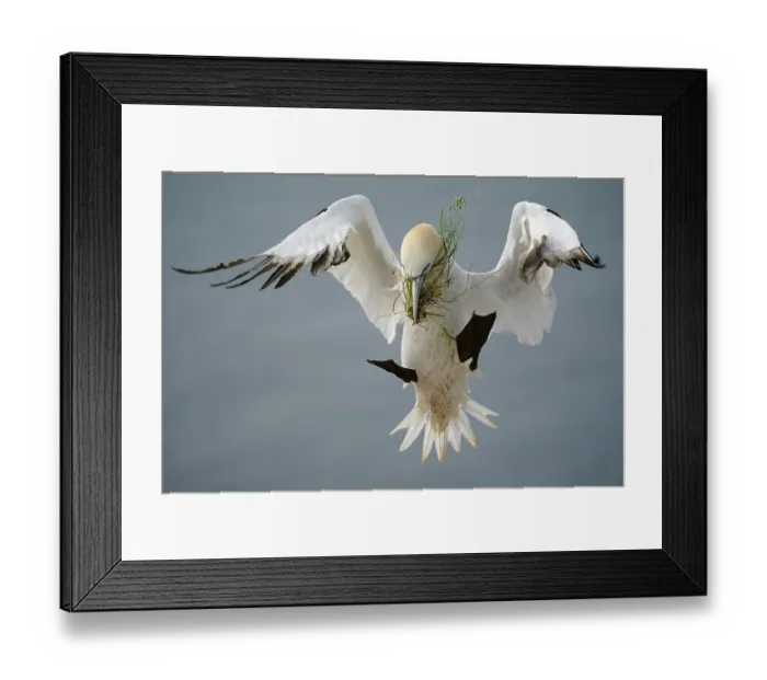 Framed Print : Northern gannet (Sula bassana) flying with nesting material Framed Print : Northern gannet (Sula bassana) flying with nesting material