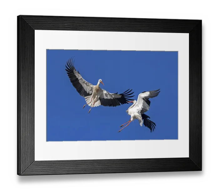 Framed Print : White stork (Ciconia ciconia) flying Framed Print : White stork (Ciconia ciconia) flying