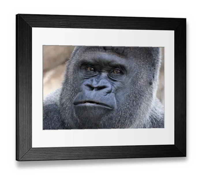 Framed Print : Western western gorilla (Gorilla gorilla) silverback