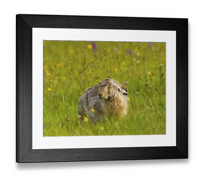 Framed Print : European hare (Lepus europaeus)