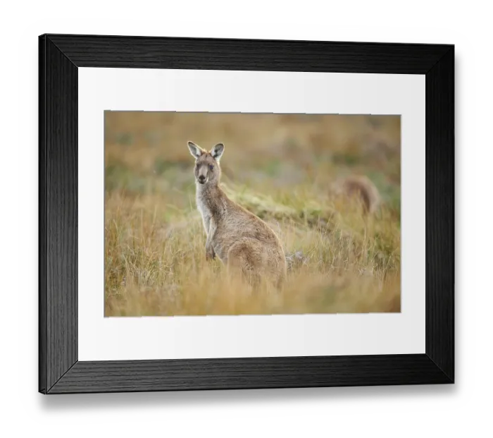 Framed Print : Eastern grey kangaroo (Macropus giganteus)