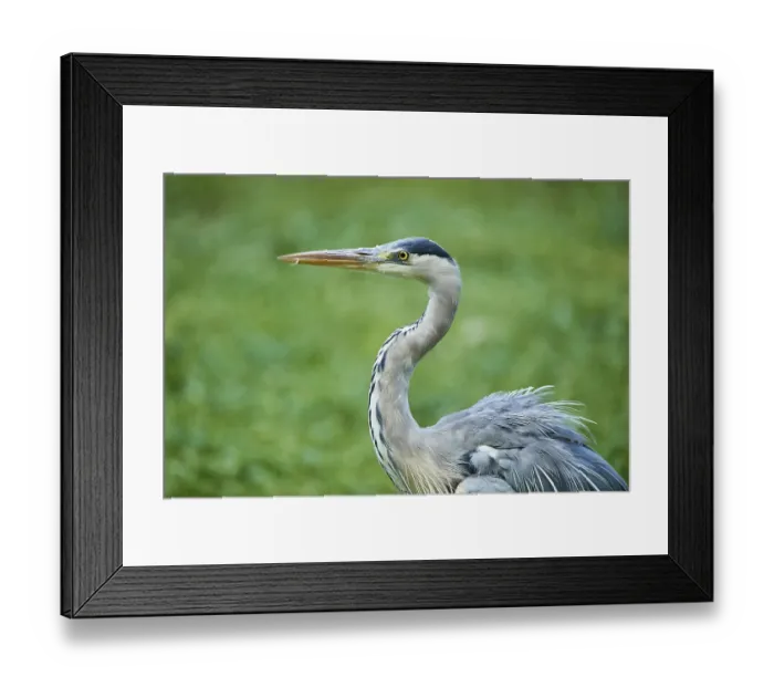 Framed Print : Grey heron (Ardea cinerea), portrait Framed Print : Grey heron (Ardea cinerea), portrait