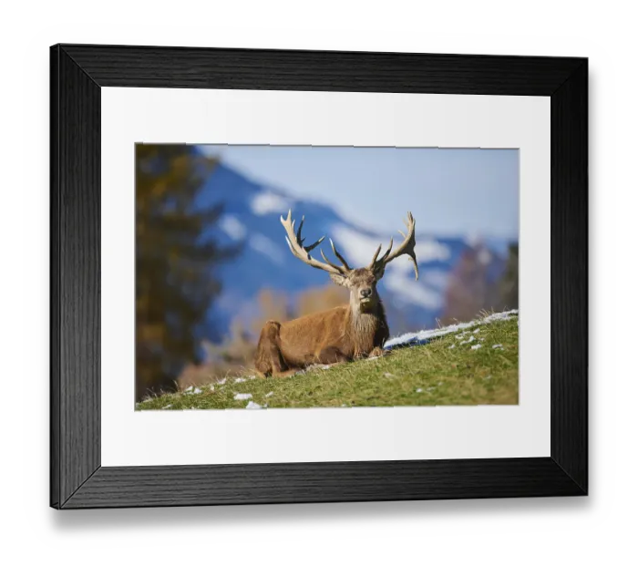 Framed Print : Red deer (Cervus elaphus) stag in the alps Framed Print : Red deer (Cervus elaphus) stag in the alps