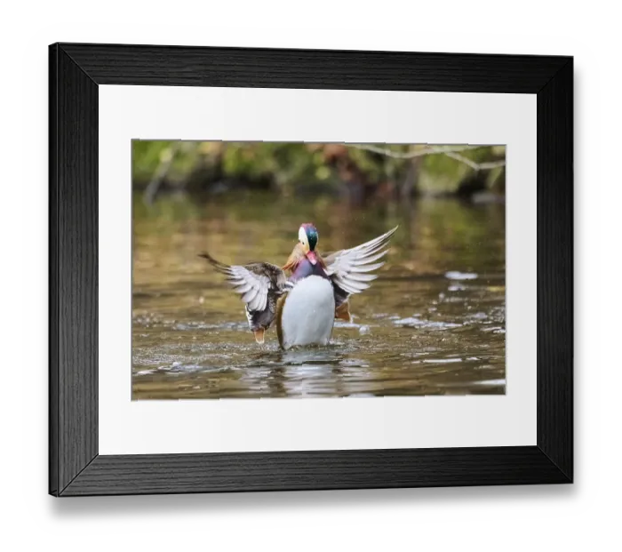 Framed Print : Mandarin duck (Aix galericulata) male flapping wings on a lake Framed Print : Mandarin duck (Aix galericulata) male flapping wings on a lake