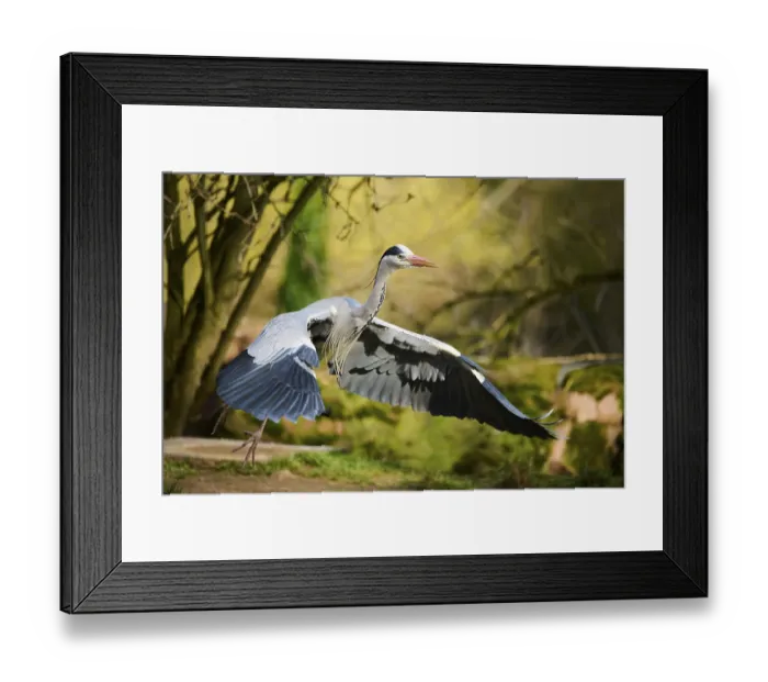 Framed Print : Grey heron (Ardea cinerea) starts flying