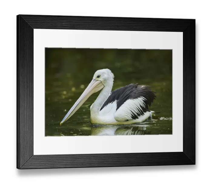 Framed Print : Australian pelican (Pelecanus conspicillatus)