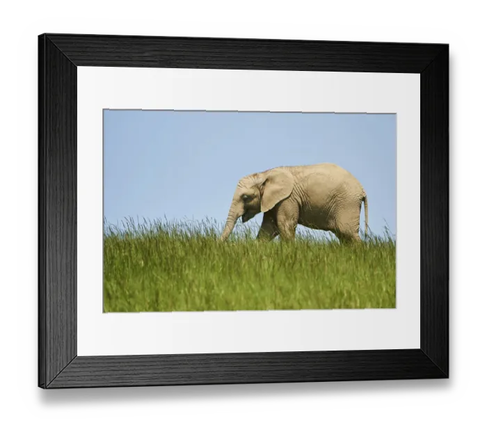 Framed Print : African bush elephant (Loxodonta africana) calf Framed Print : African bush elephant (Loxodonta africana) calf