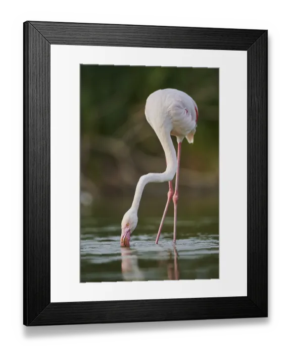 Framed Print : Greater Flamingo (Phoenicopterus roseus) walking in the water
