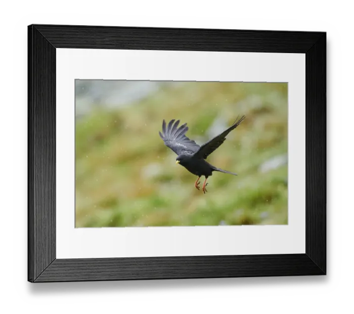 Framed Print : Yellow-billed chough (Pyrrhocorax graculus) flying