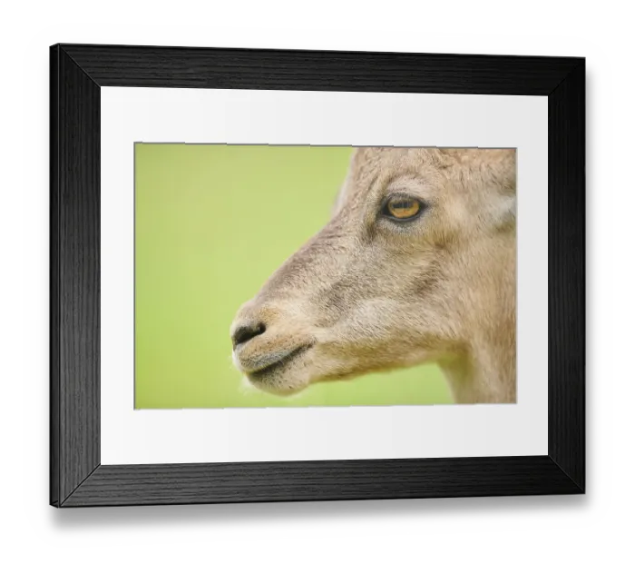 Framed Print : Alpine ibex (Capra ibex) female Framed Print : Alpine ibex (Capra ibex) female