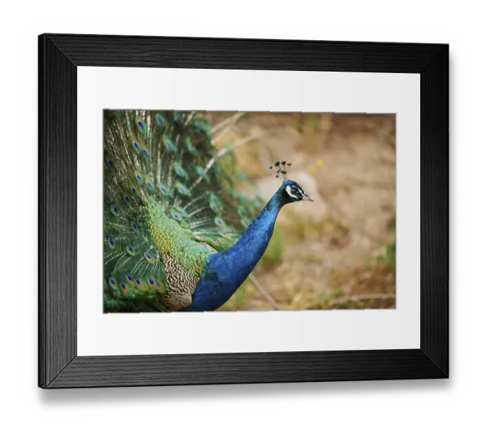 Framed Print : Indian peafowl (Pavo cristatus) doing a cartwheel