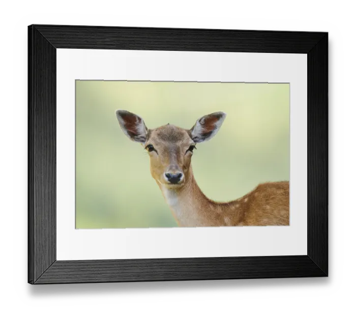Framed Print : European fallow deer (Dama dama) doe