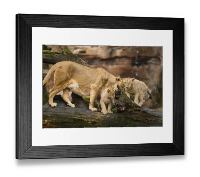 Framed Print : Asiatic lion (Panthera leo persica) lioness with her cubs