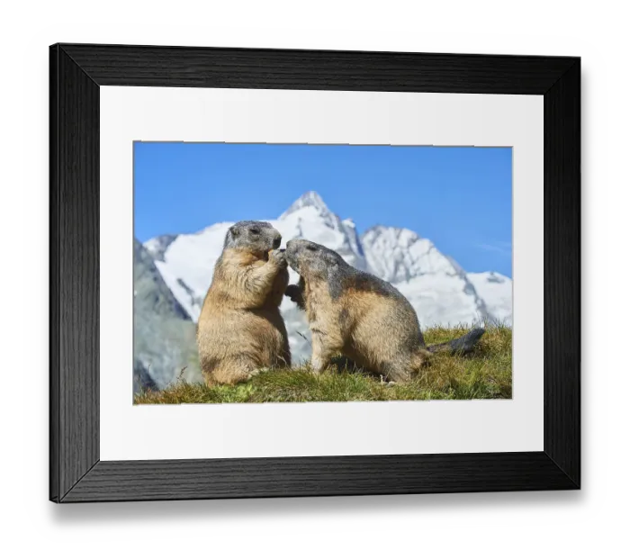 Framed Print : Alpine marmots (Marmota marmota) on a meadow with blue sky in the background in summer Framed Print : Alpine marmots (Marmota marmota) on a meadow with blue sky in the background in summer