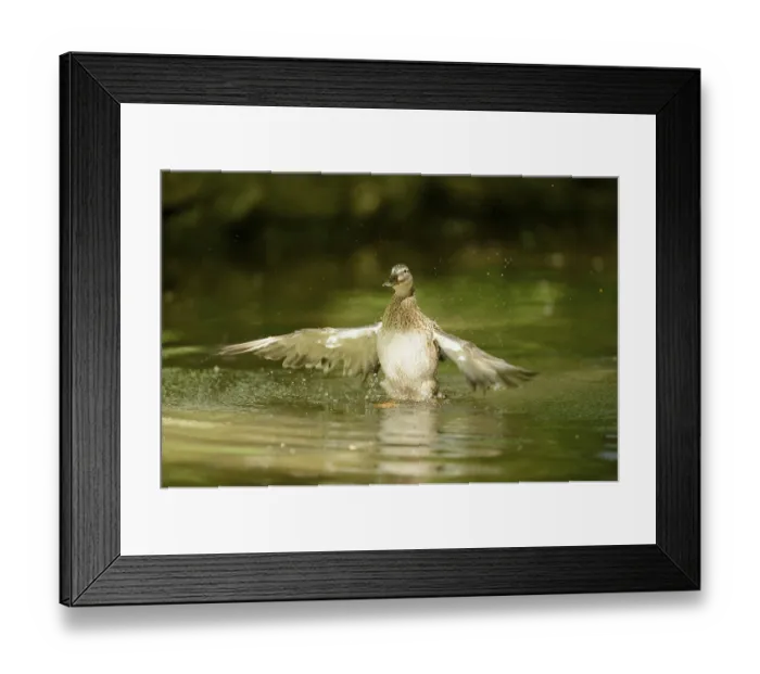 Framed Print : Close-up of a mallard or wild duck (Anas platyrhynchos) on a little lake in spring